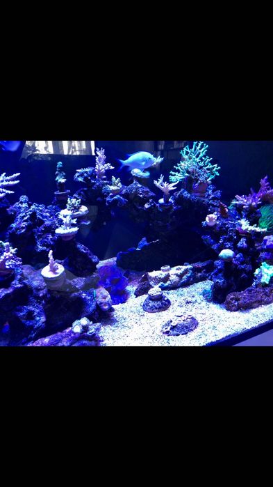 Морской аквариум 450L: 2 000 $ - Аквариумистика Донецк на Olx