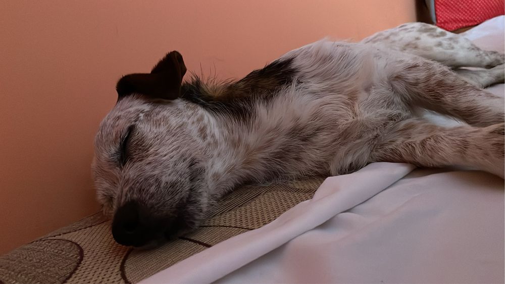 Oddam psa w dobre ręce.