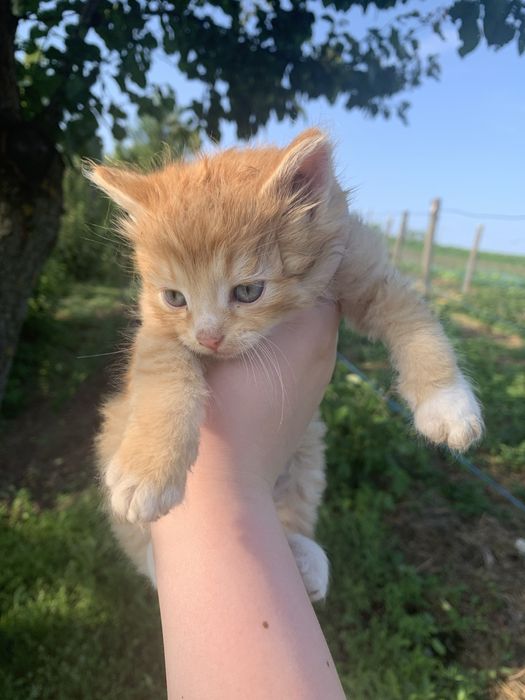 Дуже терміново віддам кошенят безкоштовно