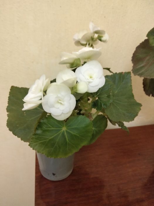 Набір із трьох бегоній елатіор