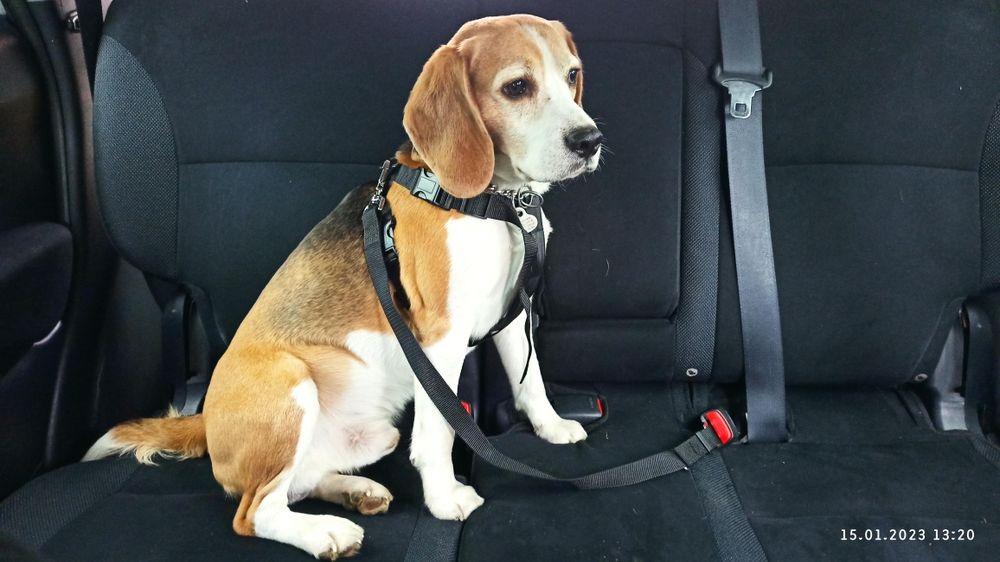 Шукаю дівчину  Бигль