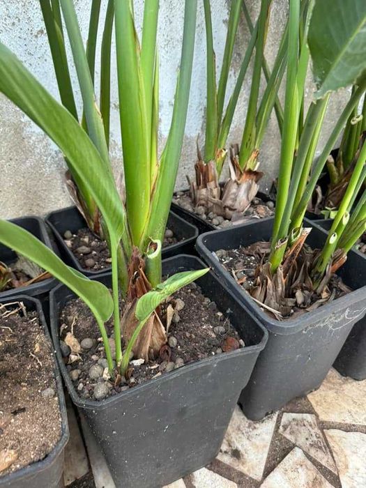 Estrelícia - Strelitzia reginae