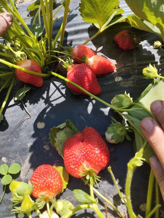 Полуниця саджанці...