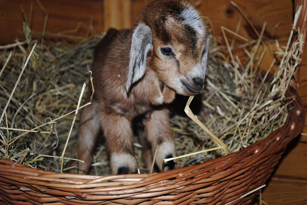 Міні козлик Ан+ міні