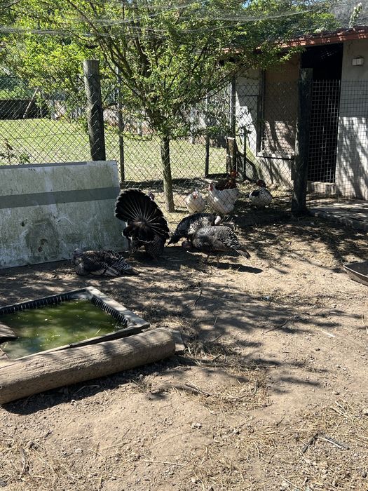 Venda de perus adultos e novos