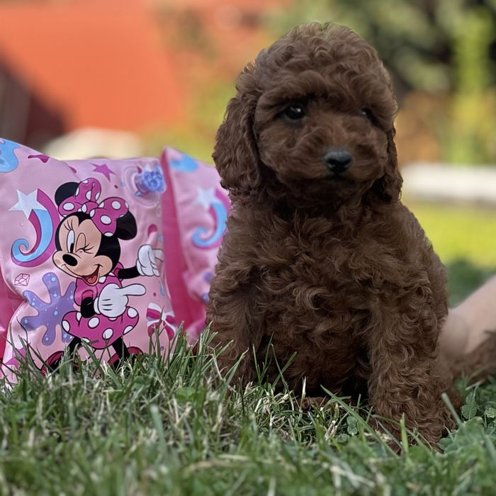 Red Braun хлопчики шоу классу