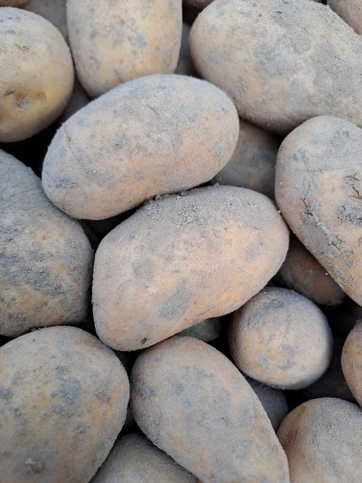 Ziemniaki żółte jadalne