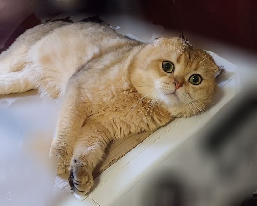 Золота шиншила ! Котики!