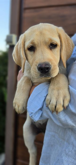 Labrador śliczna sunia gotowa do zmiany domu
