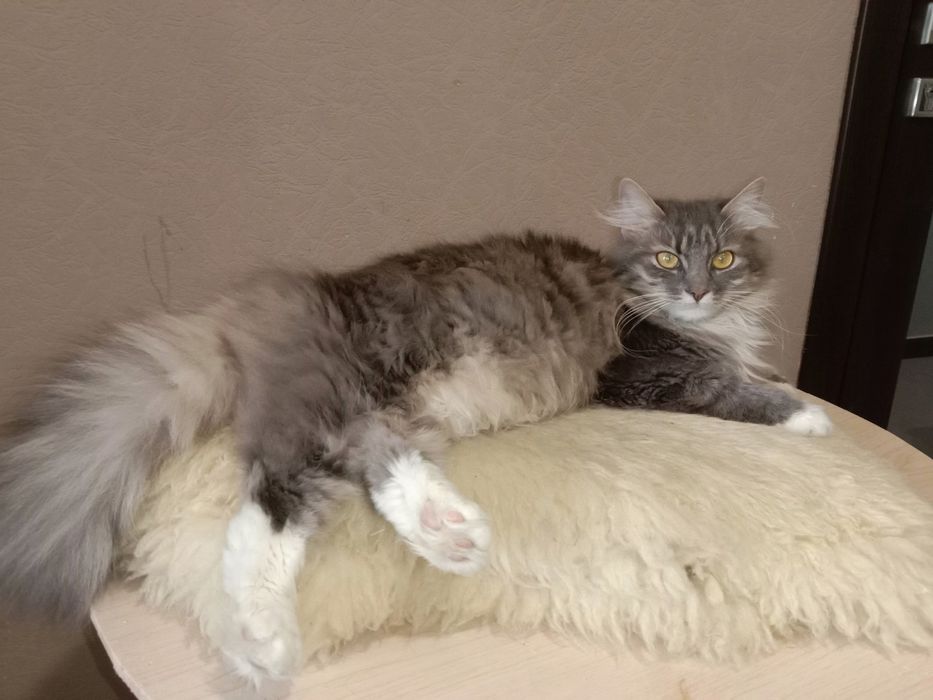Кошка Сильва в хорошие руки