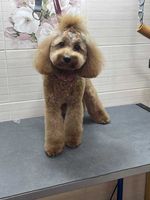 Грумінг стрижка собак та котів