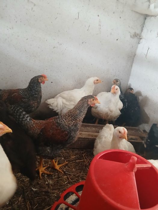 Galos de ovos azuis, verdes e andaluza suranha