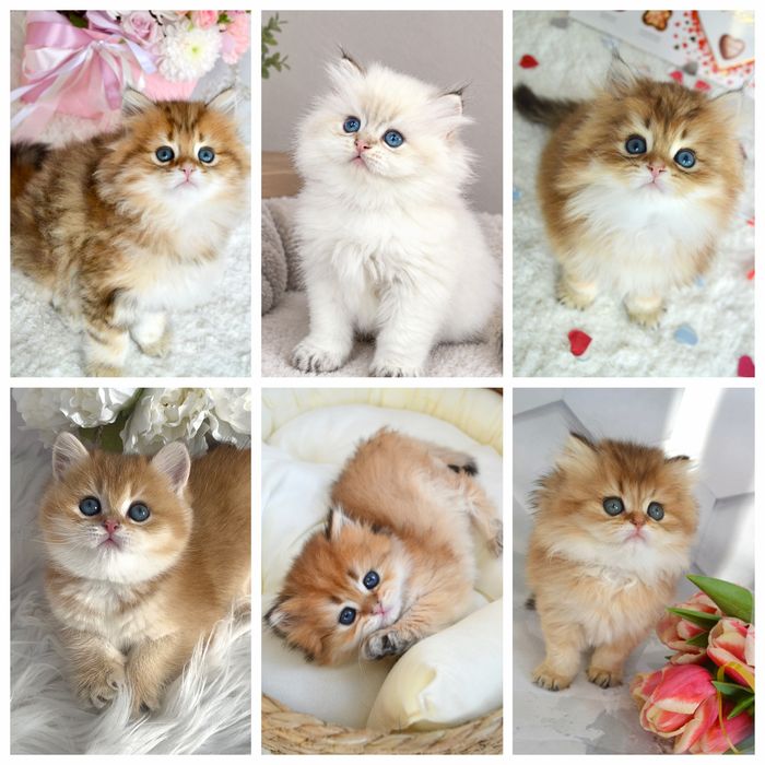 Золота шиншила кошенята