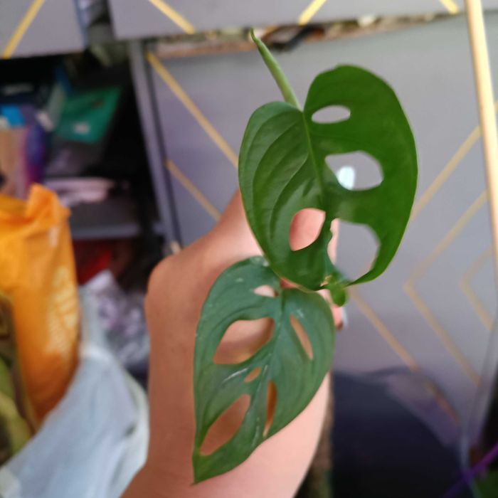 monstera adasonii mint-ciety szczyt regres