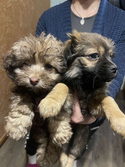 Віддам песиків в хороші руки