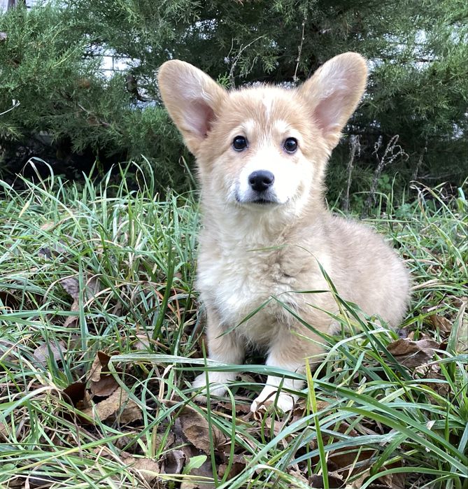 Вельш коргі пемброк бобтейл дівчинка