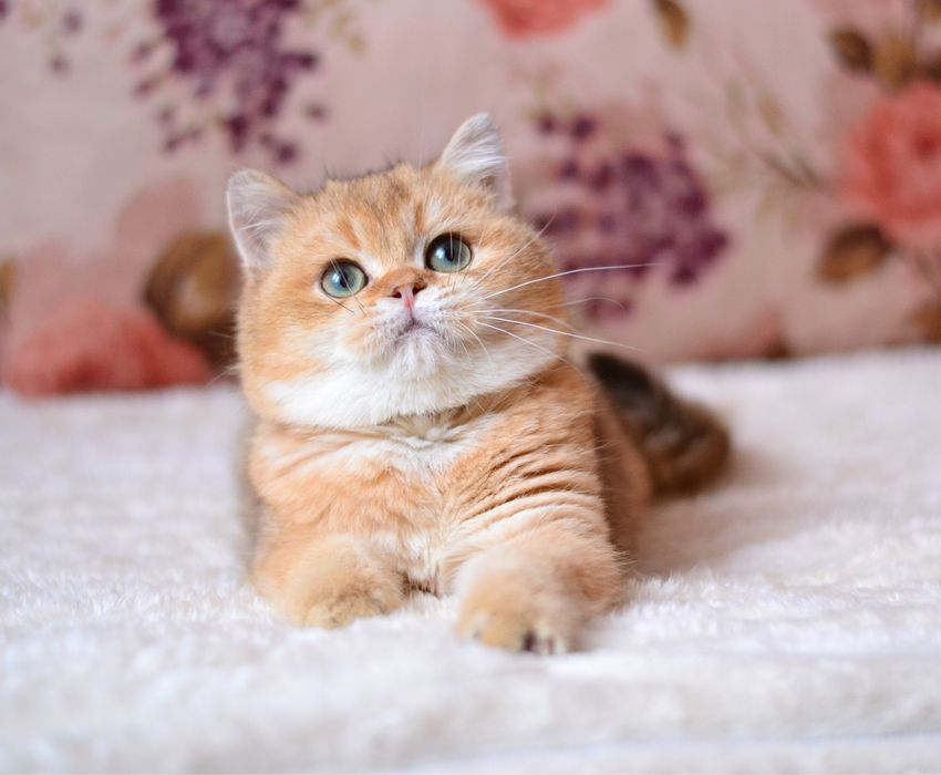 Золотий британський хлопчик