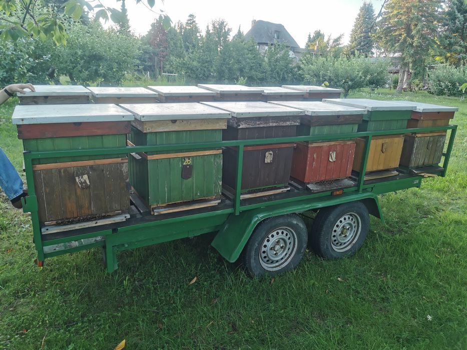 Odkłady pszczele 2026