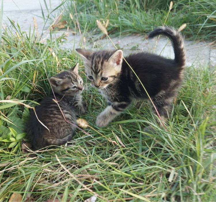 Красиві кошенята!