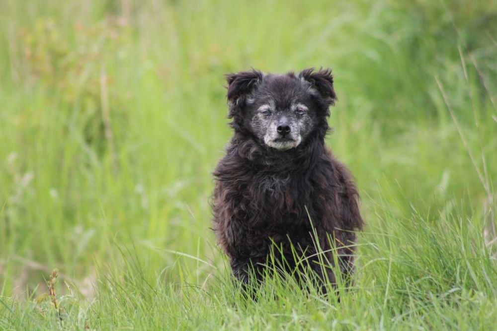 Mapety 2 półdzikie psiaki PEJA  BOBI adopcja schronisko