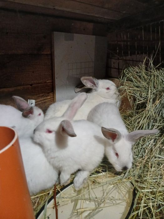 Продам кролей .Полтавское серебро