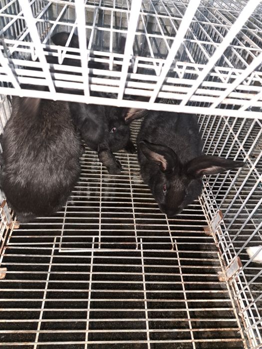Coelhos otima raça