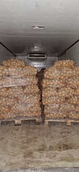 Ziemniaki jadalne i odpadowe (paszowe)