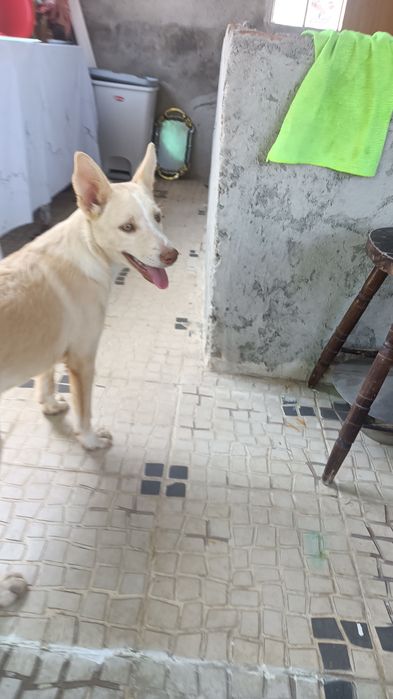 Lindos cachorros brancos para adoção