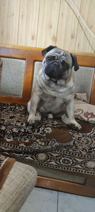 Вязка мопс ..шукає наречену