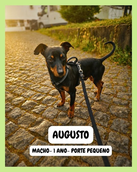 ADOÇÃO. Cão porte pequeno
