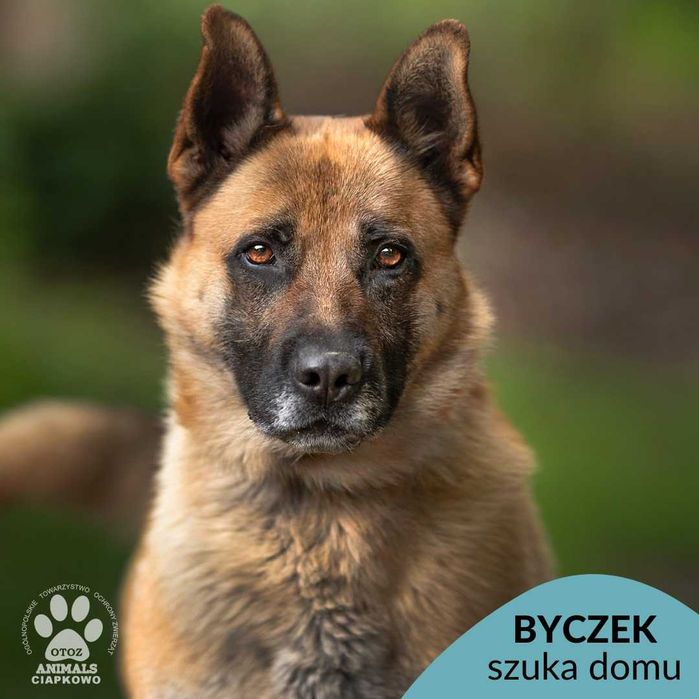 Byczek szuka doświadczonego domu! OTOZ Animals Ciapkowo