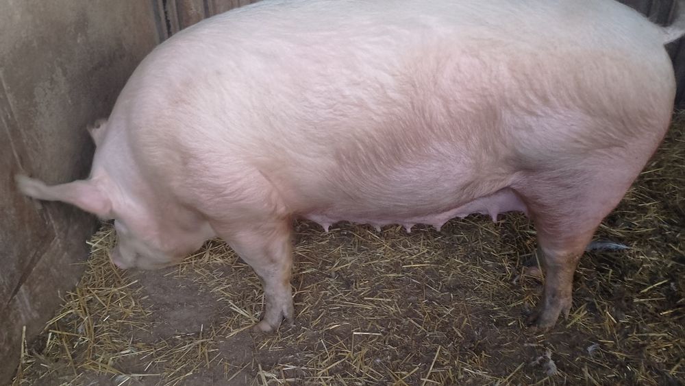 Поросята.Поросна свиноматка