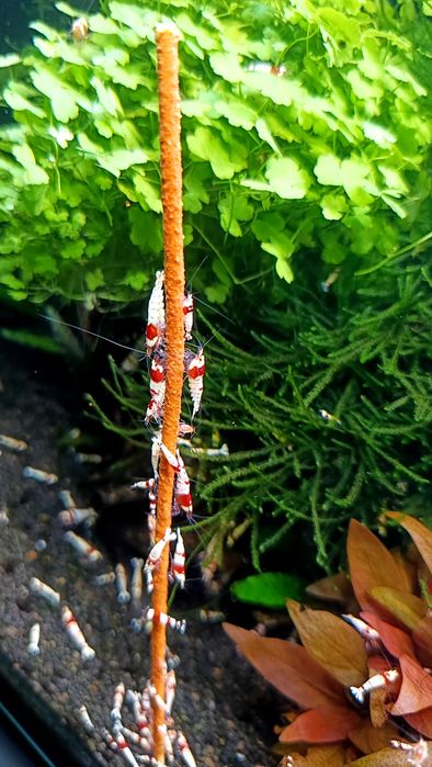 Krewetki PRL caridina