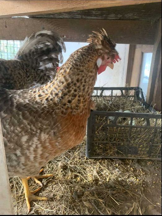 Інкубаційні яйця