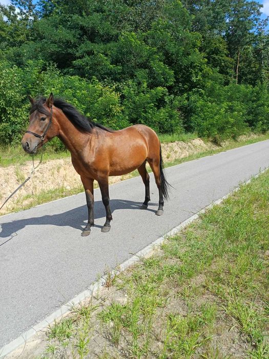 sprzedam hucuła wałach 2 lata