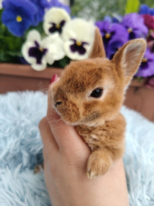 Króliczek królik króliczki Rex karzełek
