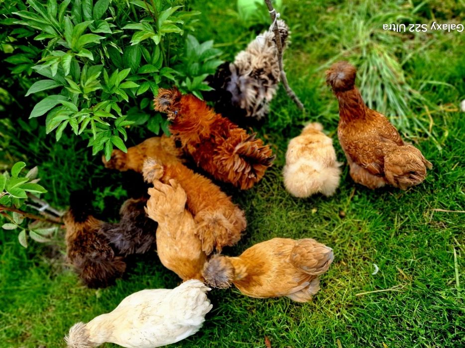 Jajka lęgowe silka jedwabista/satynowa/lokowana/wysyłka