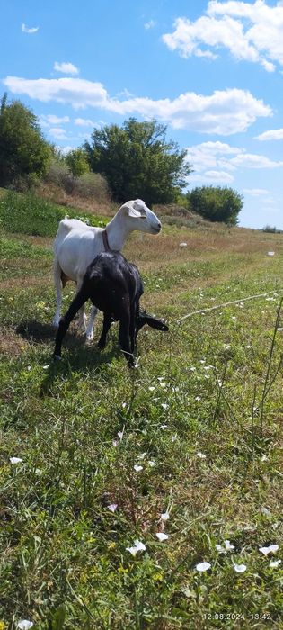 Козюха англонуьійка