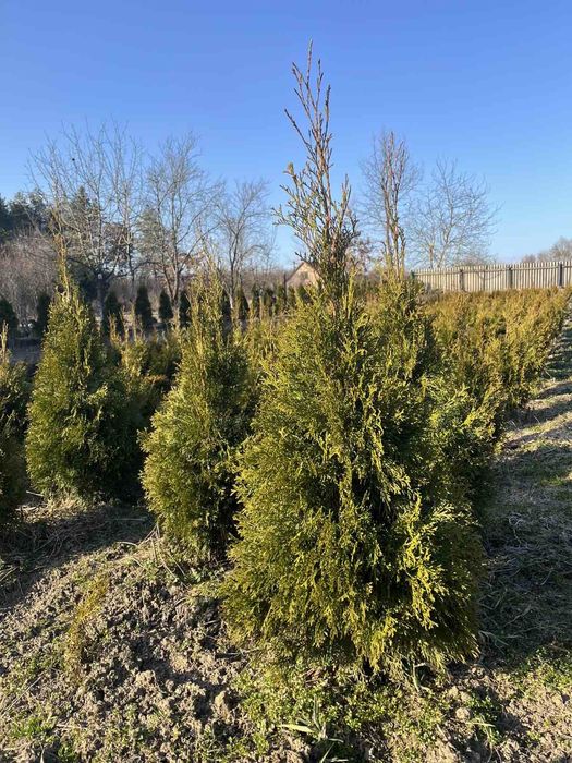 Туя  Смарагд 80 см