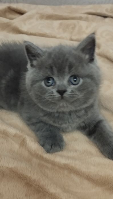 Шотландський  скоттиш страйт хлопчик