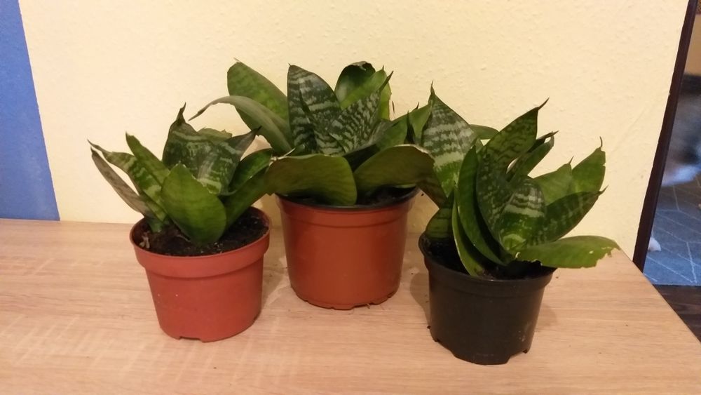 Kwiatki sansewieria sadzonki