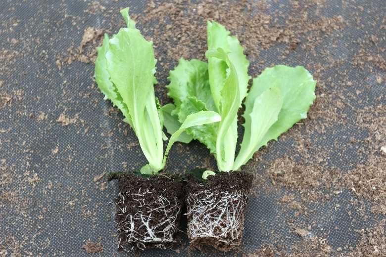 rozasda sałaty masłowej/lodowej/liściastej HAKON/ MAXIMO/ ZLATAVA