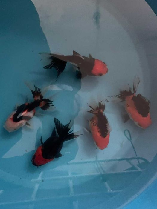 Oranda Tricolor 8cm - Seleção A