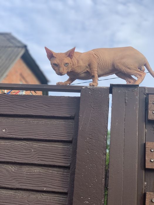 Канадский сфинкс , Вязка