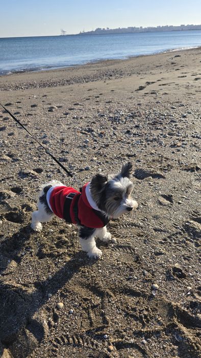 Пепедержка кошек, собак