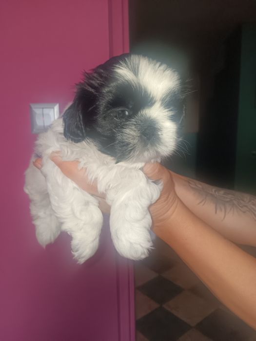 Szczeniaczki Shih tzu