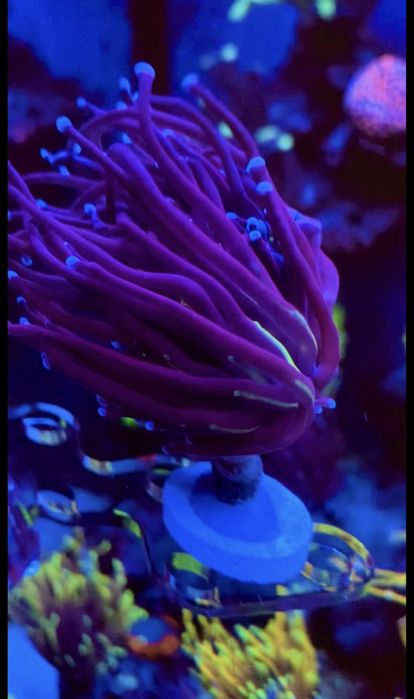 Морские кораллы