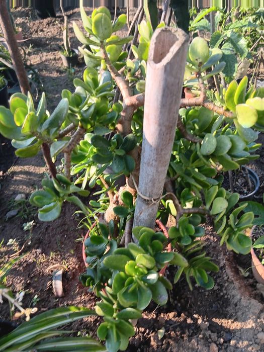 Árvores para jardim