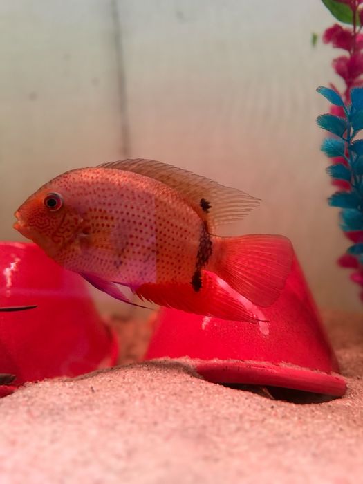 Vendo Severum notatus