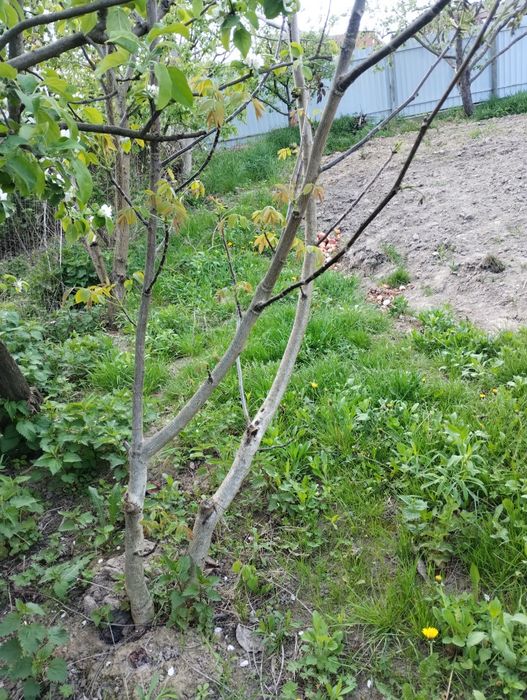 Продам саджанці горіхів